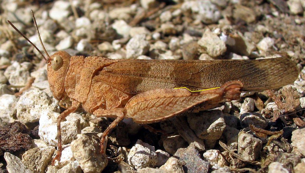 Cavallette della sabbia - Sphingonotus sp. e Acrotylus sp.